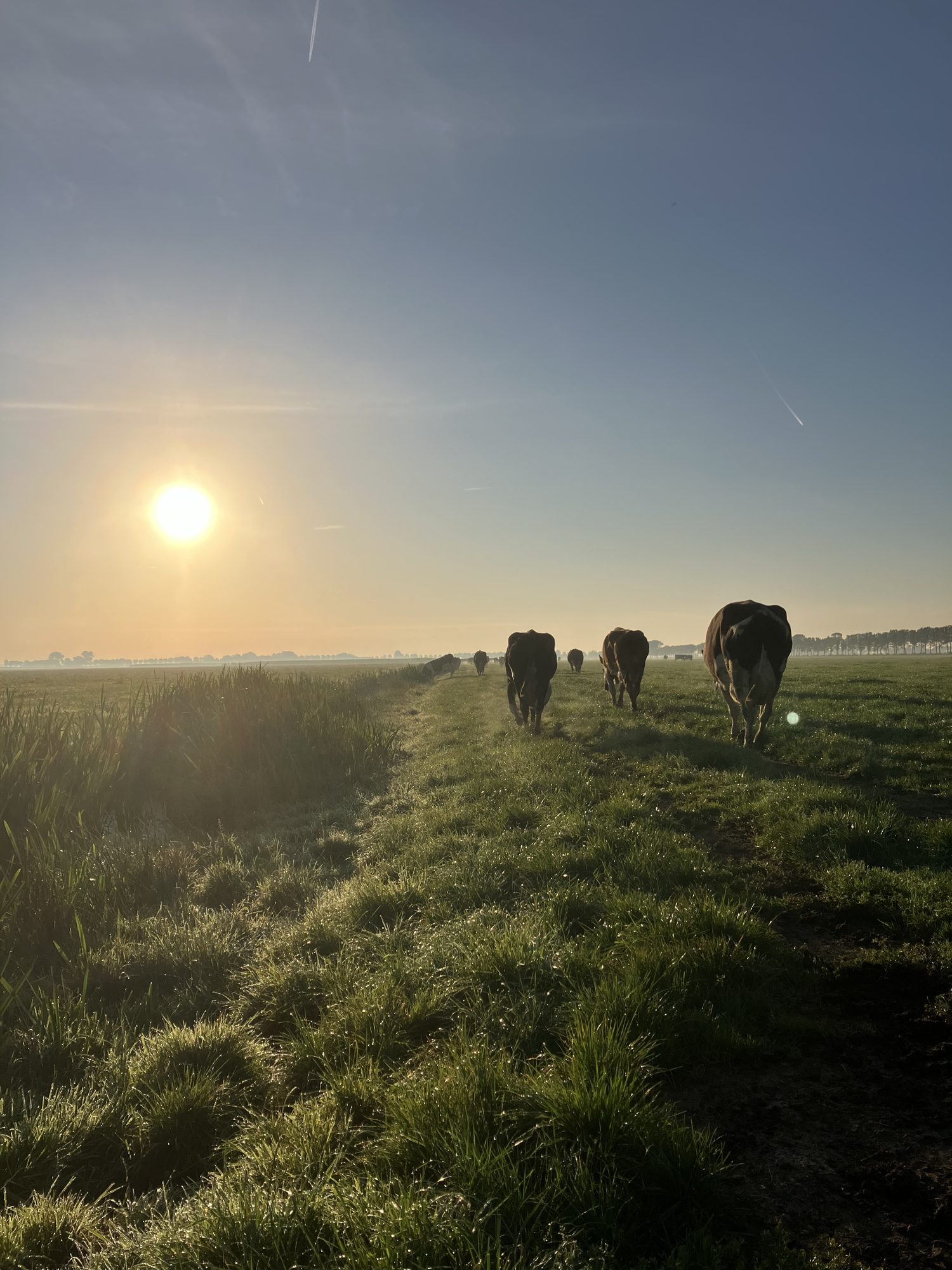 Onze koeien lopen het weiland in bij zonsopgang
