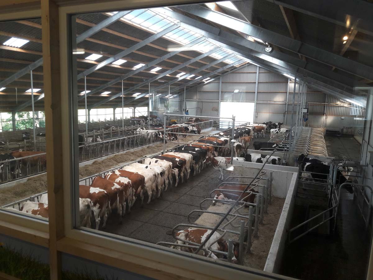 Uitzicht vanuit de zichtruimte over de stal, met de koeien aan het voerhek