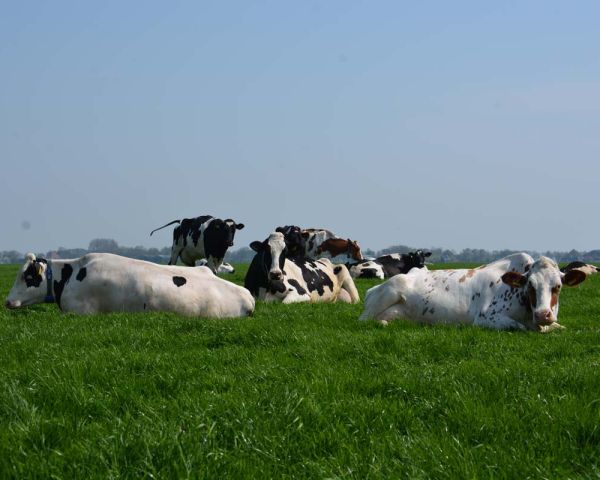 Rustend in de wei