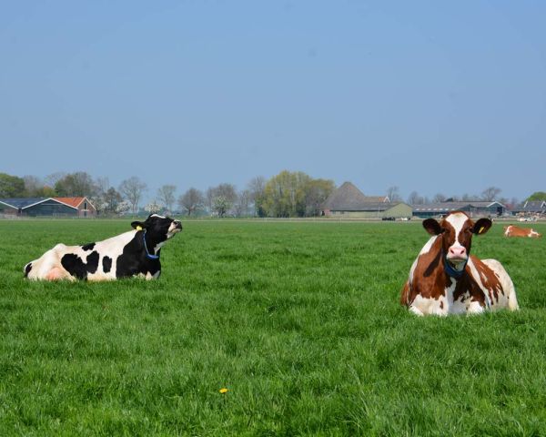 Twee koeien in het gras