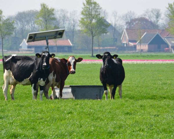 Koeien bij de drinkbak