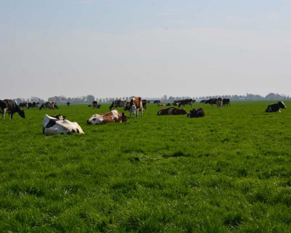 De koeien in de polder