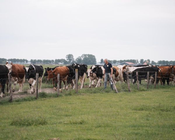 Clemens haalt de koeien binnen