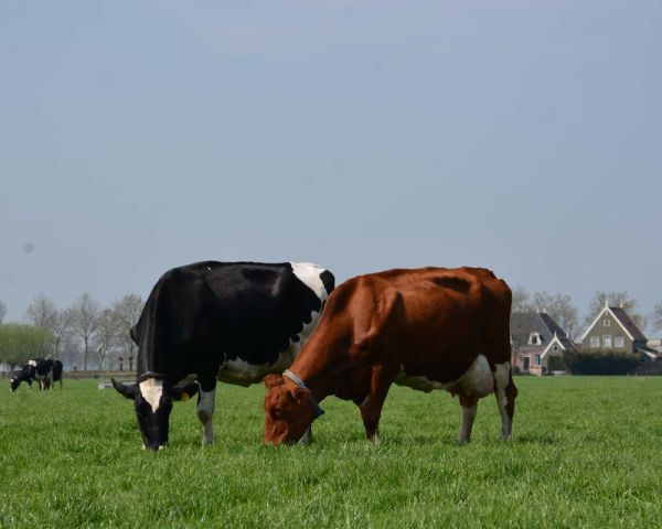 Grazen in de polder