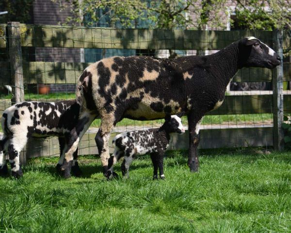 Schapen met hun lammetjes