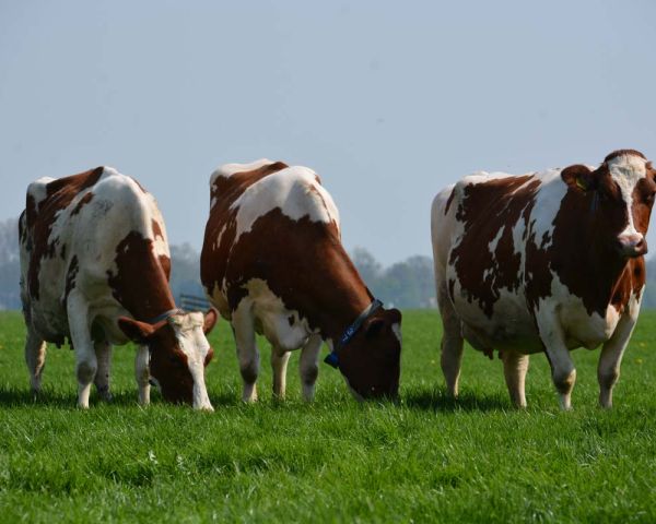 Drie koeien in het gras