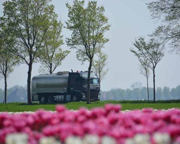 Tulpen langs de weg