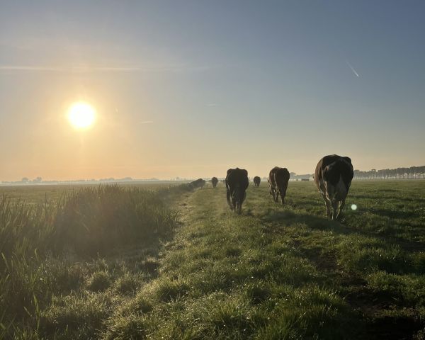 De koeien gaan het land in