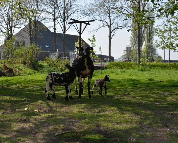 Schapen bij de boerderij