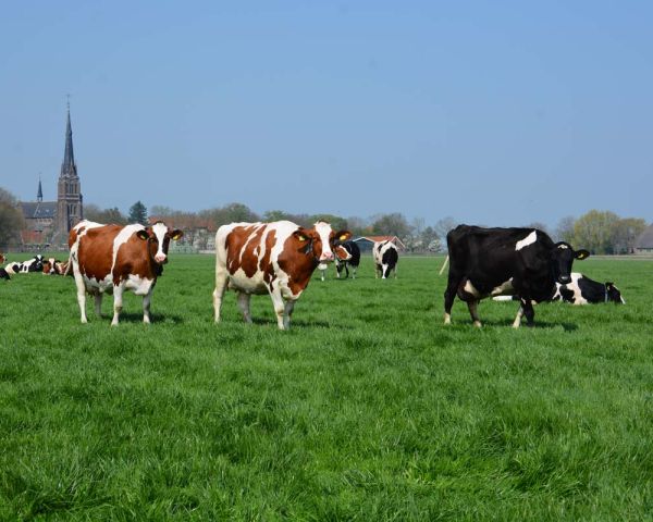 Koeien met de kerktoren op de achtergrond