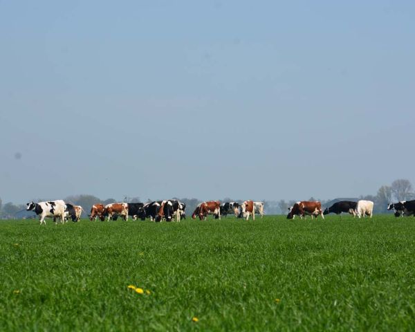 De kudde in het gras