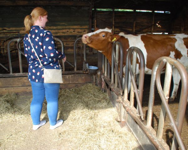 Oog in oog met een koe