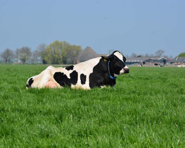 Zwartbonte koe in het gras