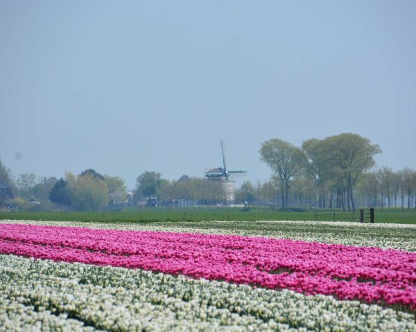 Bollenvelden met de molen