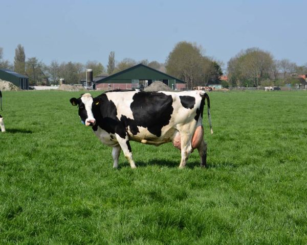 In de wei bij de stal