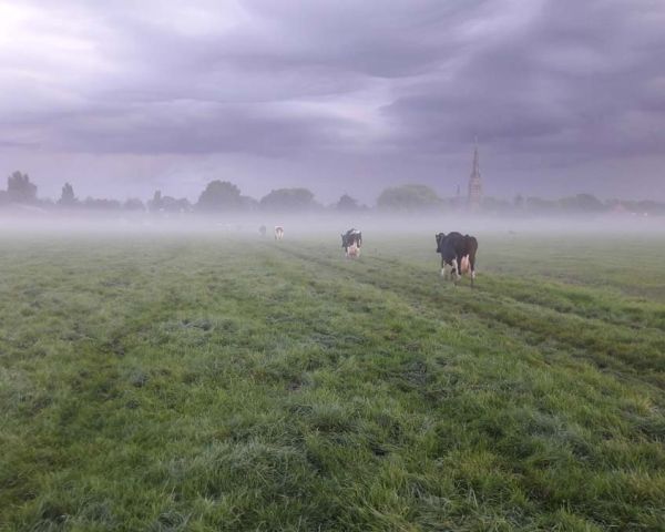 Ochtendmist over het land
