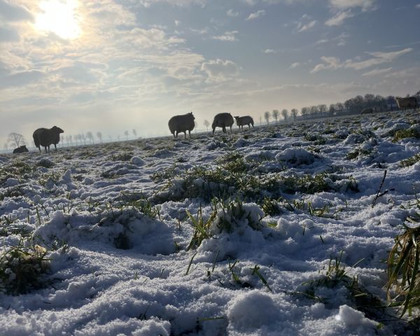 Schapen in de sneeuw