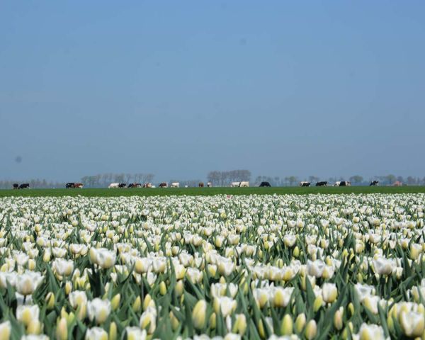 Witte tulpen in de Beemster