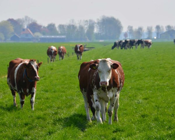 De koeien komen eraan