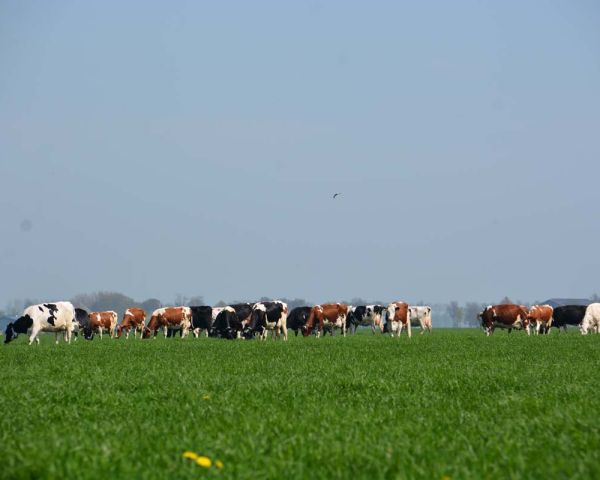 Weids uitzicht over het land