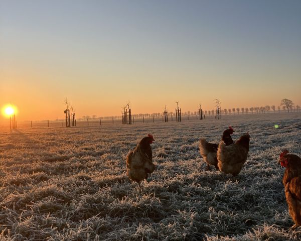 Kippen in het berijpte gras