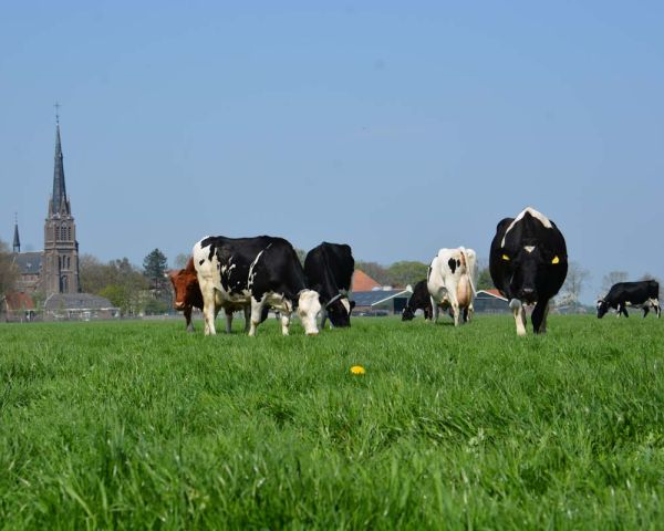De kerk van Westbeemster achter de wei