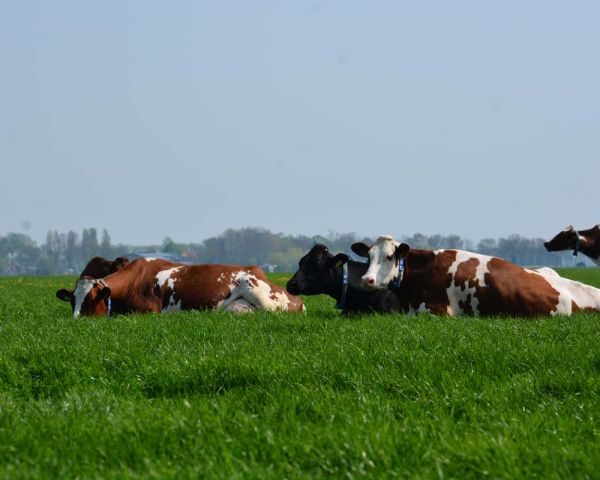 Herkauwen in het gras